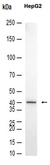 PAI1 Rabbit Monoclonal Antibody - Size: 100µl
