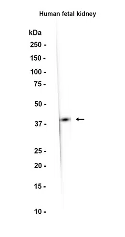 TRC40 Rabbit Monoclonal Antibody - Size: 100µl