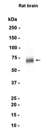 SNPH Rabbit Monoclonal Antibody - Size: 50µl