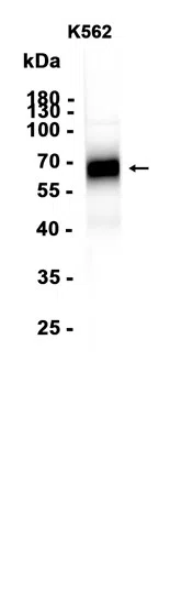 ICAM2 Rabbit Monoclonal Antibody - Size: 100µl