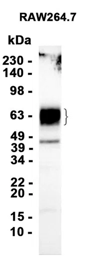 TIM 3 Rabbit Monoclonal Antibody - Size: 50µl