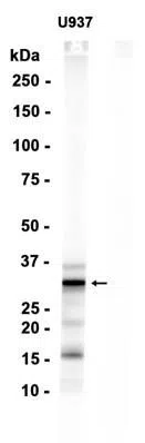 galectin 9/Gal-9 Rabbit Monoclonal Antibody - Size: 100µl