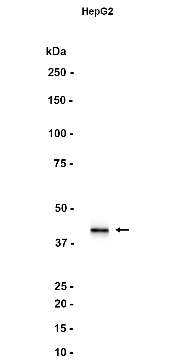 Apolipoprotein L1 Rabbit Monoclonal Antibody - Size: 50µl