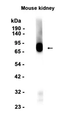 SIGIRR Rabbit Monoclonal Antibody - Size: 100µl