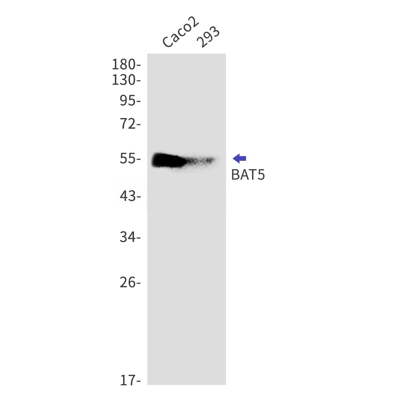 BAT5 Rabbit Monoclonal Antibody