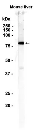 MASP1 Rabbit Monoclonal Antibody - Size: 50µl