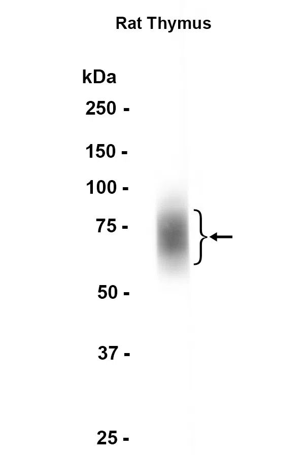 SLAM/CD150 Rabbit Monoclonal Antibody - Size: 100µl