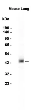 Haptoglobin Rabbit Monoclonal Antibody - Size: 50µl