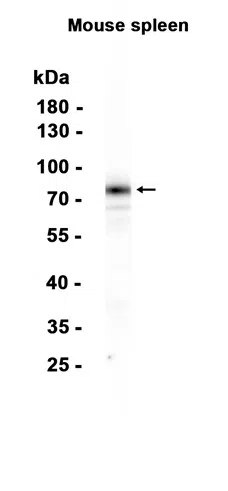 MARCO Rabbit Monoclonal Antibody - Size: 100µl