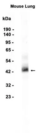 Haptoglobin Rabbit Monoclonal Antibody - Size: 50µl