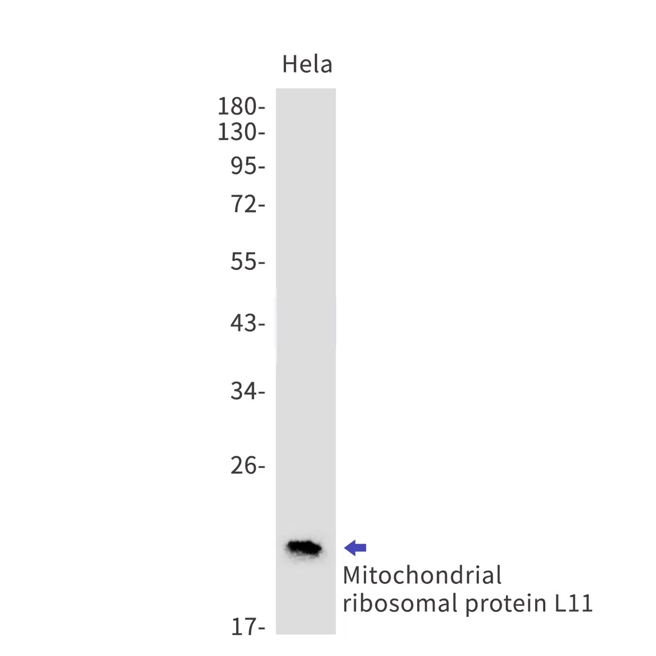 Mitochondrial ribosomal protein L11 Rabbit Monoclonal Antibody - Size: 1