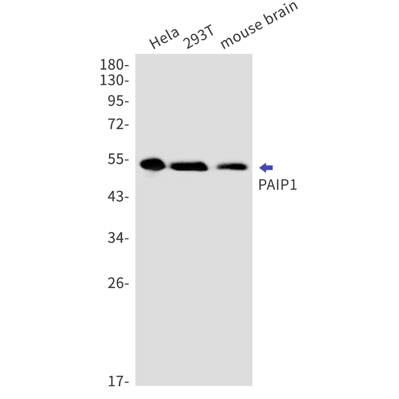 PAIP1 Rabbit Monoclonal Antibody - Size: 100µl