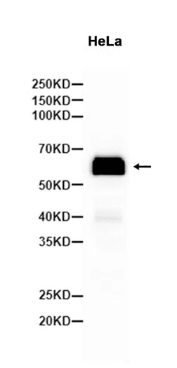 Phospho-SMAD5 (Ser463/Ser465) Rabbit Monoclonal Antibody - Size: 50µl