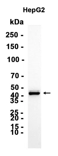 Phospho-c-Jun (Thr91) Rabbit Monoclonal Antibody