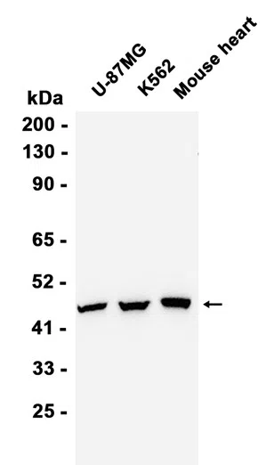 VEGFA Rabbit Monoclonal Antibody