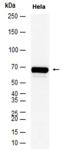 CBX4 Rabbit Monoclonal Antibody - Size: 100µl