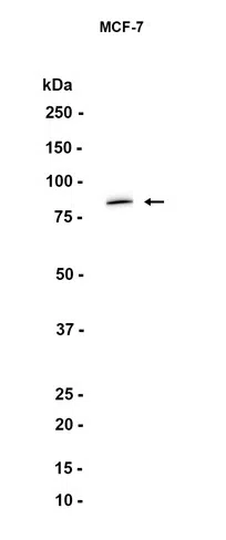 IKKi/IKKe Rabbit Monoclonal Antibody - Size: 100µl