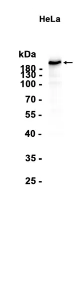 Girdin Rabbit Monoclonal Antibody