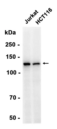 Phospho-SIRT1 (Ser47) Rabbit Monoclonal Antibody - Size: 50µl