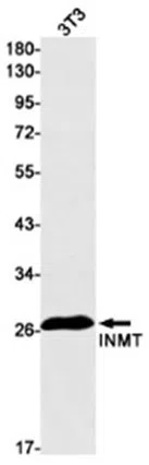 INMT Rabbit Monoclonal Antibody - Size: 50µl