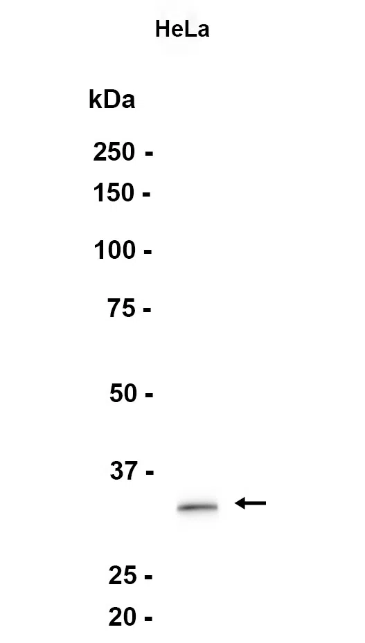 CDK4 Rabbit Monoclonal Antibody - Size: 100µl