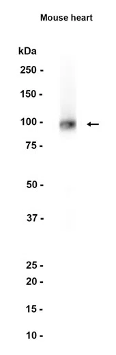Ionotropic Glutamate receptor 2 Rabbit Monoclonal Antibody - Size: 100µl