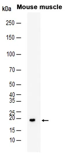 PTP4A2 Rabbit Monoclonal Antibody - Size: 100µl