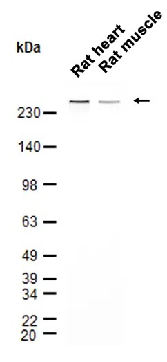 Filamin A Rabbit Monoclonal Antibody - Size: 50µl