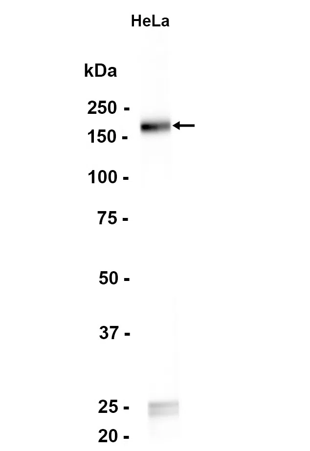 Drosha Rabbit Monoclonal Antibody