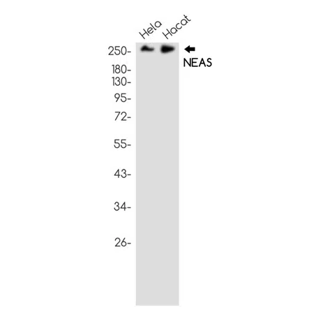 NEAS Rabbit Monoclonal Antibody - Size: 50µl