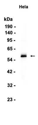 IRF3 Rabbit Monoclonal Antibody - Size: 100µl