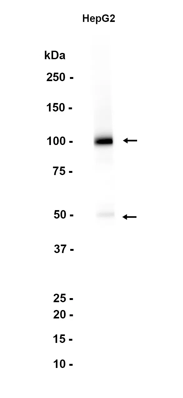 PEG10 Rabbit Monoclonal Antibody
