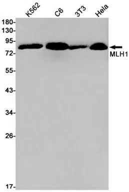 MLH1 Rabbit Monoclonal Antibody