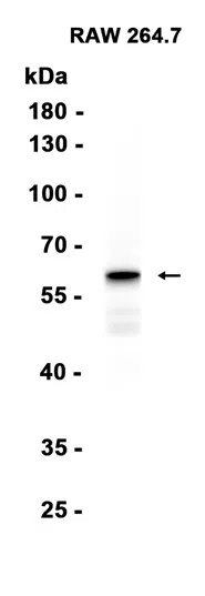 cGAS Rabbit Monoclonal Antibody - Size: 50µl
