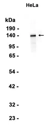 ABL1 Rabbit Monoclonal Antibody - Size: 100µl