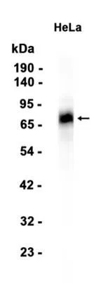 B7-H6 Rabbit Monoclonal Antibody - Size: 50µl
