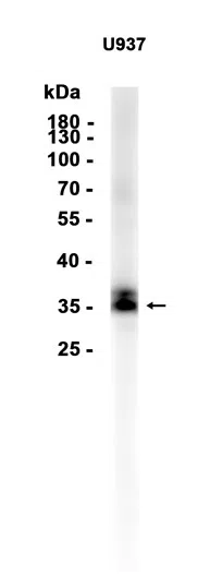 BAFF Rabbit Monoclonal Antibody - Size: 100µl