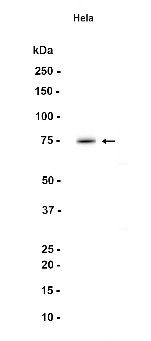BMX Rabbit Monoclonal Antibody - Size: 100µl