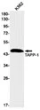 TAPP-1 Rabbit Monoclonal Antibody - Size: 50µl