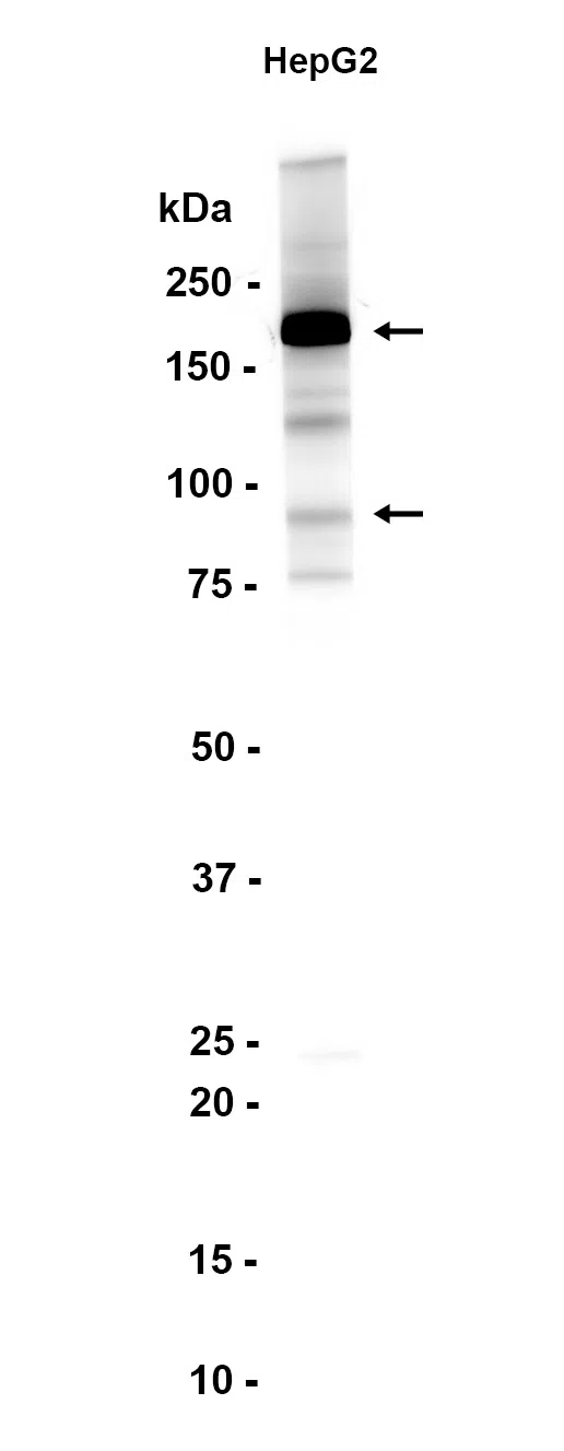 C4b Rabbit Monoclonal Antibody
