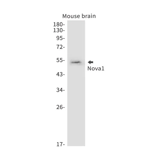 Nova1 Rabbit Monoclonal Antibody - Size: 100µl