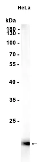 Calmodulin Rabbit Monoclonal Antibody - Size: 100µl