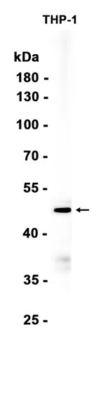 Caspase-4 Rabbit Monoclonal Antibody - Size: 100µl