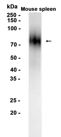 CD19 Rabbit Monoclonal Antibody - Size: 100µl