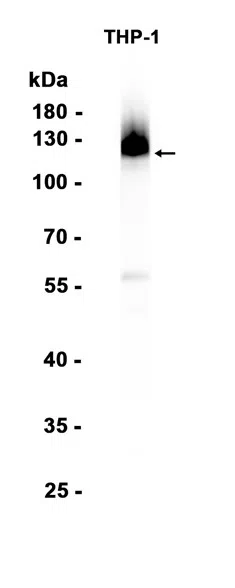 CD43 Rabbit Monoclonal Antibody - Size: 50µl