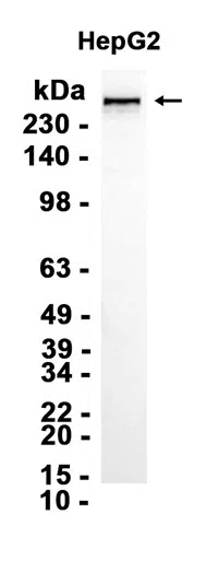 CENPE Rabbit Monoclonal Antibody - Size: 50µl