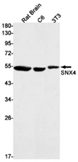 SNX4 Rabbit Monoclonal Antibody - Size: 50µl