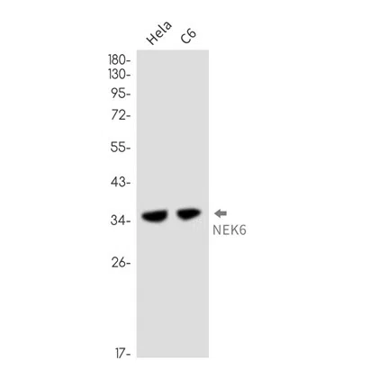 NEK6 Rabbit Monoclonal Antibody - Size: 100µl
