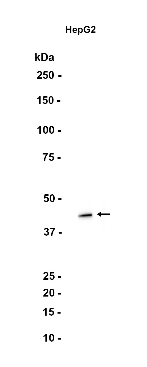 CDX4 Rabbit Monoclonal Antibody - Size: 100µl