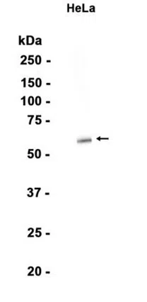 CNOT6 Rabbit Monoclonal Antibody - Size: 50µl
